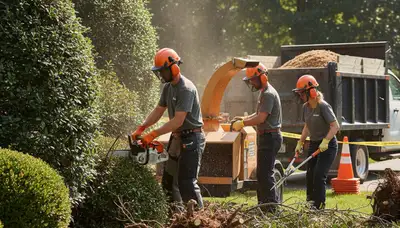 Boston, MA arborist removing overgrown shrubs for safe, efficient shrub removal service