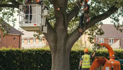 Boston, MA arborist pruning trees for safer, healthier growth on a residential property