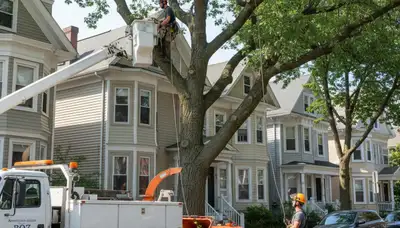 Tree service crew in Boston, MA removing a tree for safe, professional arborist work
