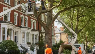 Boston, MA tree service crew removing a tree for safe residential property clearance