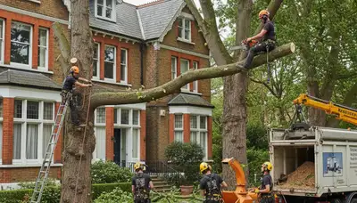 Tree service crew in Boston, MA performing professional tree removal and trimming