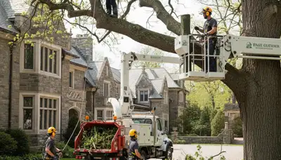 Boston, MA tree service crew removing a large tree for residential property cleanup