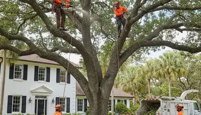 Boston MA tree service crew performing professional tree removal and trimming at a residential property