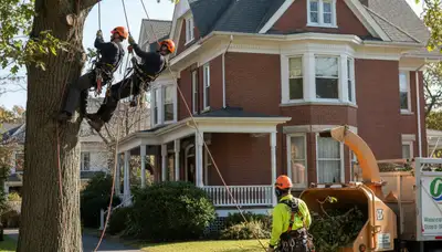 Tree service crew in Boston, MA removing a tree for safe residential property cleanup