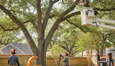 Boston, MA arborists trimming trees for safe, healthy growth on a residential property